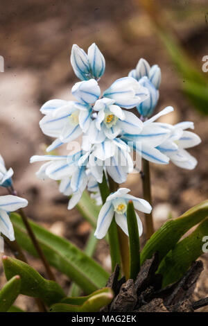 Fiore ravvicinato di Puschkinia scilloides squill a righe Fiore bianco blu Fiore Ritratto Fiori fioritura marzo Primavera Fiori da giardino fioritura Foto Stock