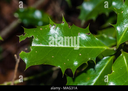 Unione holly foglia, Ilex aquifolium, Catalogna, Spagna Foto Stock