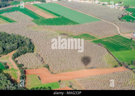 Vista aerea di colture di noce, juglans e l'ombra della mongolfiera, Catalogna, Spagna Foto Stock