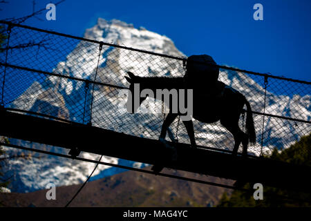 Mulo roulotte attraversare un fiume sulla rotta verso il Campo Base Everest percorso di trekking con un Snow capped montuosa in background, Himalaya, Nepal. Foto Stock