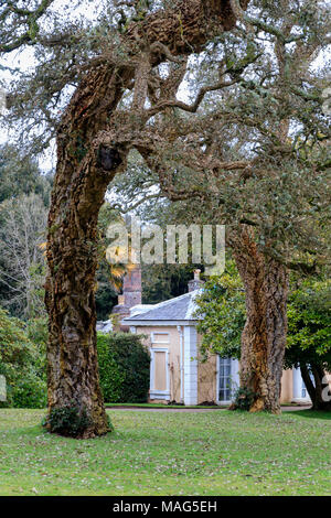 Vecchie querce da sughero, Quercus suber, telaio la vista della casa del giardino nel giardino Inglese a Mount Edgcumbe, Cornwall, Regno Unito Foto Stock