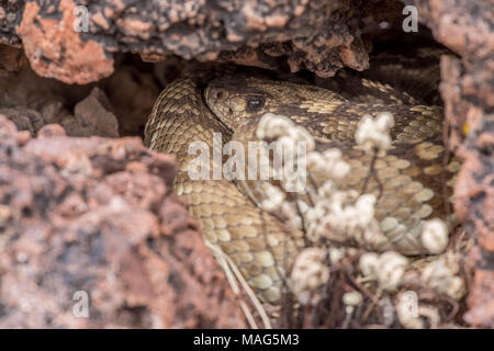 Nero orientale-tailed Rattlesnake, (Crotalus ornatus), posa a den. Chupadera montagne, Socorro Co., New Mexico, negli Stati Uniti. Foto Stock