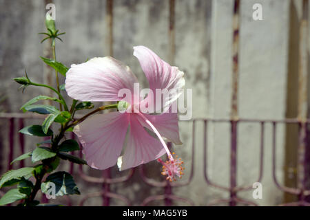 Ibisco rosa fiore che sboccia in un giardino Foto Stock