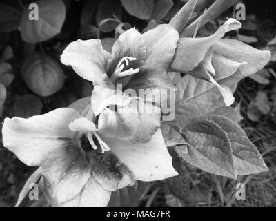 Bellissimo fiore monocromatica gladiolus sul foglio di sfondo in giardino Foto Stock