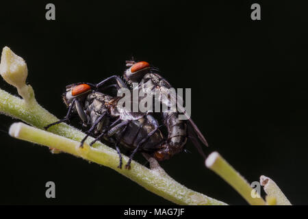 Il comportamento di accoppiamento di bluebottle flyies sulla struttura ad albero Foto Stock