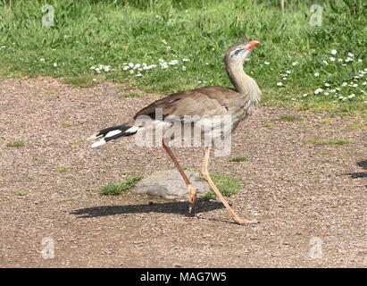 Accelerando il Sud Americano rosso zampe o seriema crestato cariama (Cariama cristata) camminare veloce e catturati a metà in aria Foto Stock