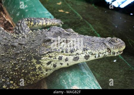 Caimano nero alligator giacente su una roccia nei pressi di acqua ad una attrazione di visitatori Foto Stock