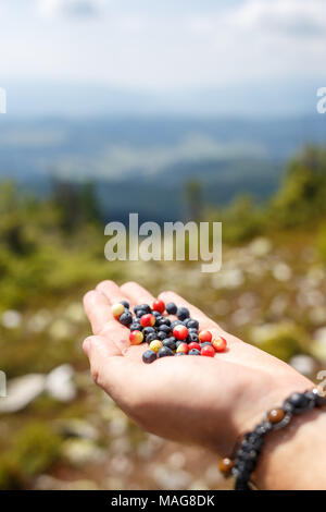 Manciata di mirtilli contro la gamma della montagna sul giorno di estate. Frutti di bosco dolce nella natura selvaggia Foto Stock