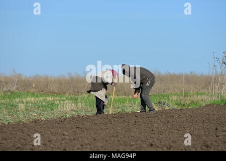 La molla lavori di stagione al giardino di sussistenza, Ucraina Foto Stock