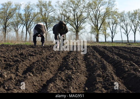 La molla lavori di stagione al giardino di sussistenza, Ucraina Foto Stock