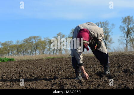 La molla lavori di stagione al giardino di sussistenza, Ucraina Foto Stock