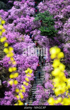 Qingdao, Qingdao, Cina. 31 Mar, 2018. Qingdao, CINA-31st Marzo 2018: Rododendro fiorisce in Qingdao, Cina orientale della provincia di Shandong. Credito: SIPA Asia/ZUMA filo/Alamy Live News Foto Stock