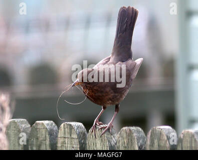 Perthshire, Scotland, Regno Unito. 2 apr, 2018. Regno Unito: Meteo una femmina di merlo nido raccoglie materiale da costruzione in primavera da un giardino di Perthshire del Lunedì di Pasqua Credito: Allan Milligan/Alamy Live News Foto Stock