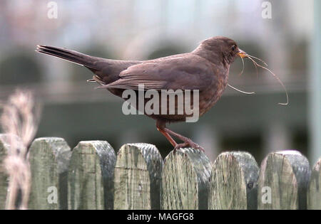 Perthshire, Scotland, Regno Unito. 2 apr, 2018. Regno Unito: Meteo una femmina di merlo nido raccoglie materiale da costruzione in primavera da un giardino di Perthshire del Lunedì di Pasqua Credito: Allan Milligan/Alamy Live News Foto Stock