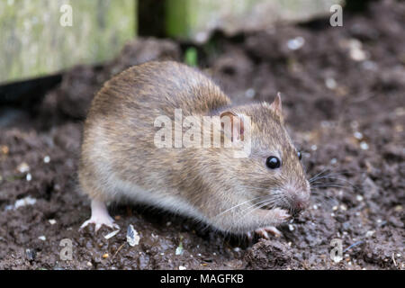 Un ratto foraggio per il bird seme in un giardino. © Ian Jones/Alamy Live News. Foto Stock