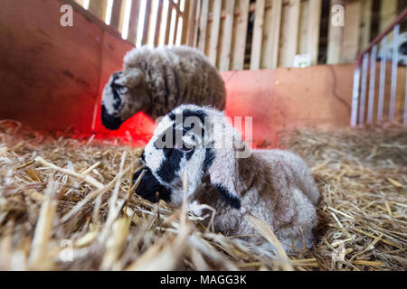 Doveridge, Derbyshire, Regno Unito. Il 2 aprile 2018. A 6 ore-vecchio agnello è visto con sua madre in un fienile in una fattoria Doveridge. Credito: Richard Holmes/Alamy Live News Foto Stock