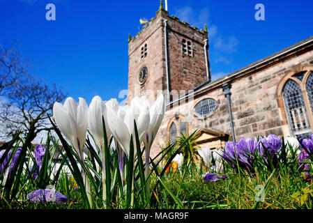 Bulbi di primavera in crescita nel sagrato della chiesa di St Chad's Chiesa Parrocchiale,Poulton-Le- Fylde,Lancashire, Regno Unito Foto Stock