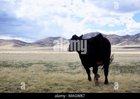Una mucca in esecuzione in un campo con le montagne sullo sfondo. Foto Stock