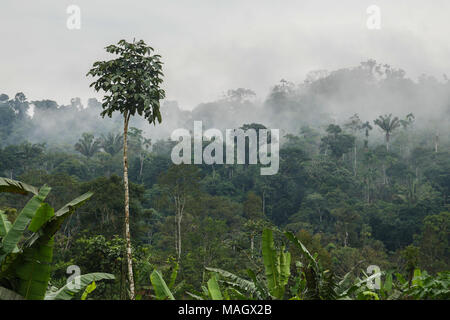 Vista la mattina in Amazzonia Foto Stock