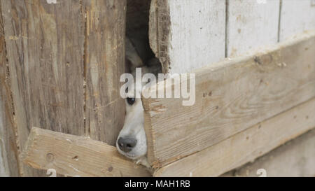 Due cani guardando attraverso una recinzione di legno. Video. Due cani da caccia permanente al recinto nel villaggio. Due cuccioli di cane in gabbia Foto Stock