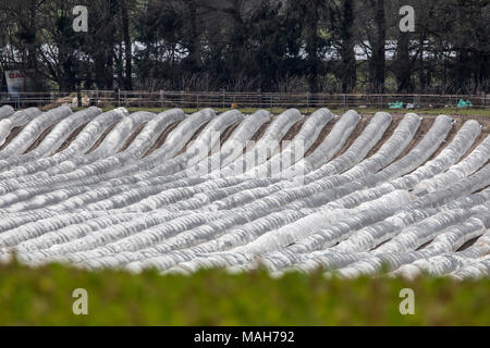 Agricoltura, allevamento, serre, mobile, realizzato in materiale plastico, tunnel di plastica, per la rapida crescita delle colture, vegetali, frutti nel campo, anche prima di t Foto Stock