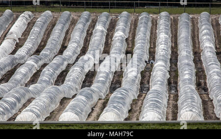 Agricoltura, allevamento, serre, mobile, realizzato in materiale plastico, tunnel di plastica, per la rapida crescita delle colture, vegetali, frutti nel campo, anche prima di t Foto Stock