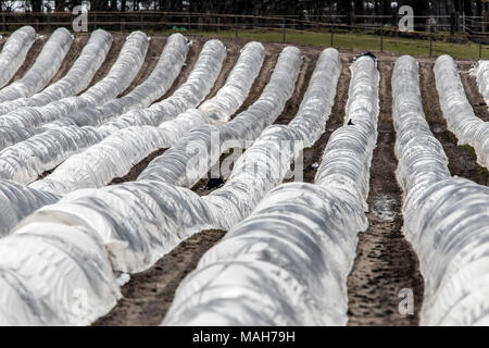 Agricoltura, allevamento, serre, mobile, realizzato in materiale plastico, tunnel di plastica, per la rapida crescita delle colture, vegetali, frutti nel campo, anche prima di t Foto Stock