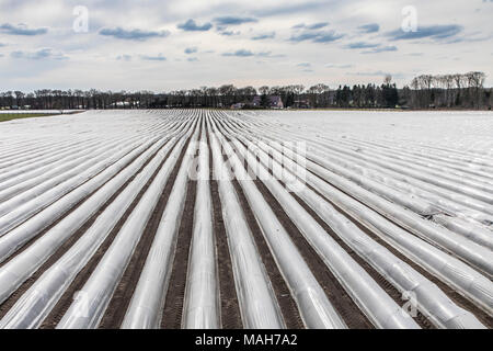 Agricoltura, allevamento, serre, mobile, realizzato in materiale plastico, tunnel di plastica, per la rapida crescita delle colture, vegetali, frutti nel campo, anche prima di t Foto Stock