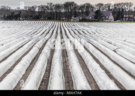 Agricoltura, allevamento, serre, mobile, realizzato in materiale plastico, tunnel di plastica, per la rapida crescita delle colture, vegetali, frutti nel campo, anche prima di t Foto Stock