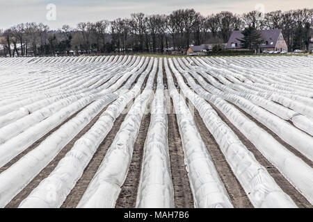 Agricoltura, allevamento, serre, mobile, realizzato in materiale plastico, tunnel di plastica, per la rapida crescita delle colture, vegetali, frutti nel campo, anche prima di t Foto Stock