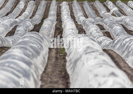 Agricoltura, allevamento, serre, mobile, realizzato in materiale plastico, tunnel di plastica, per la rapida crescita delle colture, vegetali, frutti nel campo, anche prima di t Foto Stock