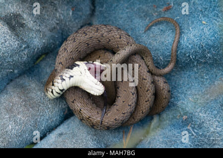 Serpente d'erba (Natrix helvetica) che gioca morto, Regno Unito. Comportamento serpente chiamato thanatosis. Foto Stock