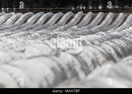 Agricoltura, allevamento, serre, mobile, realizzato in materiale plastico, tunnel di plastica, per la rapida crescita delle colture, vegetali, frutti nel campo, anche prima di t Foto Stock