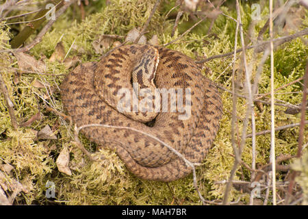 Sommatore femmina (Vipera berus) avvolto a spirale su MOSS, Berkshire, Regno Unito Foto Stock