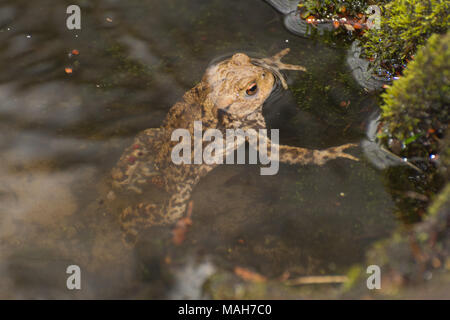 Il rospo comune (Bufo bufo) in un allevamento stagno durante la molla nel Surrey, Regno Unito Foto Stock