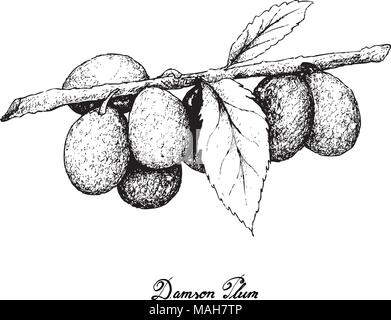 Frutti Esotici, illustrazione di mano il bozzetto mazzetto di Damson prugna o Prunus Domestica frutti isolati su sfondo bianco. Illustrazione Vettoriale