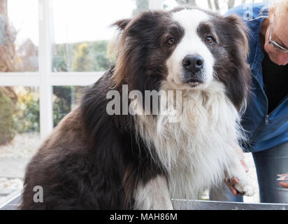 Il taglio di unghie di Border Collie cane da professional groomer. Il cane è seduto sul tavolo e guardando la telecamera. Foto Stock