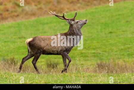 Orgogliosi Red Deer cervo (Cervus Scoticus) durante l'autunno rut nelle Highlands scozzesi, Scozia UK, custodendo il suo cerve. Foto Stock