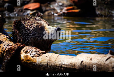 Orso grizzly bagno tempo Foto Stock