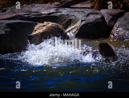 Orso grizzly bagno tempo Foto Stock