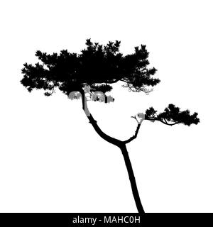 Pino nero silhouette ad albero isolato su sfondo bianco, foto naturale Foto Stock