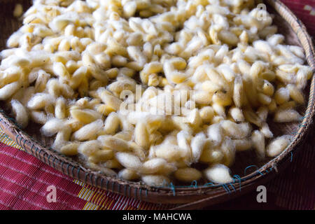 Silkmoth o silkworm ( Bombice mori ), bozzoli di seta che è fatta, Kampong Thom, Cambogia, Asia Foto Stock