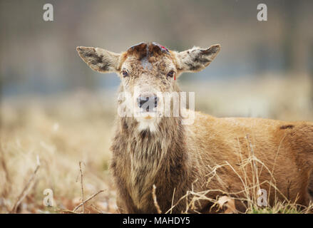 Close-up di un cervo rosso avendo di recente il suo capannone palchi in inverno, REGNO UNITO Foto Stock