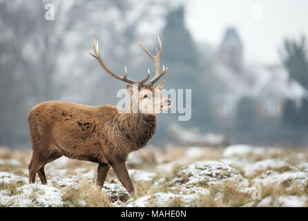 Close up di un cervo rosso cervo in piedi su un prato nevoso in inverno, UK. Foto Stock