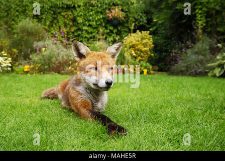 Red Fox giacente nel giardino con fiori, estate nel Regno Unito. Foto Stock