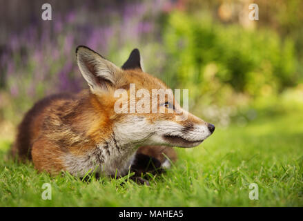 Red Fox giacente nel giardino con fiori, estate nel Regno Unito. Foto Stock