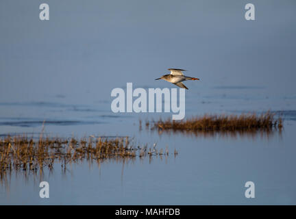 Redshank, Tringa totanus, in volo, Morecambe Bay, Lancashire, Regno Unito Foto Stock