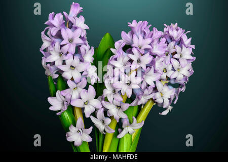 Bouquet da tre fioritura dolce giacinto lilla fiori con foglie verdi close up su sfondo scuro isolato - bellissimo dettaglio della primavera la natura Foto Stock