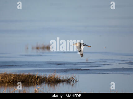 Redshank, Tringa totanus, in volo, Morecambe Bay, Lancashire, Regno Unito Foto Stock