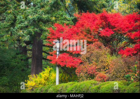 I colori dell'autunno in Washington Park a Portland, Oregon Foto Stock